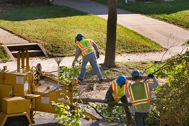 Best Palm Tree Trimming  in Palm Beach, FL